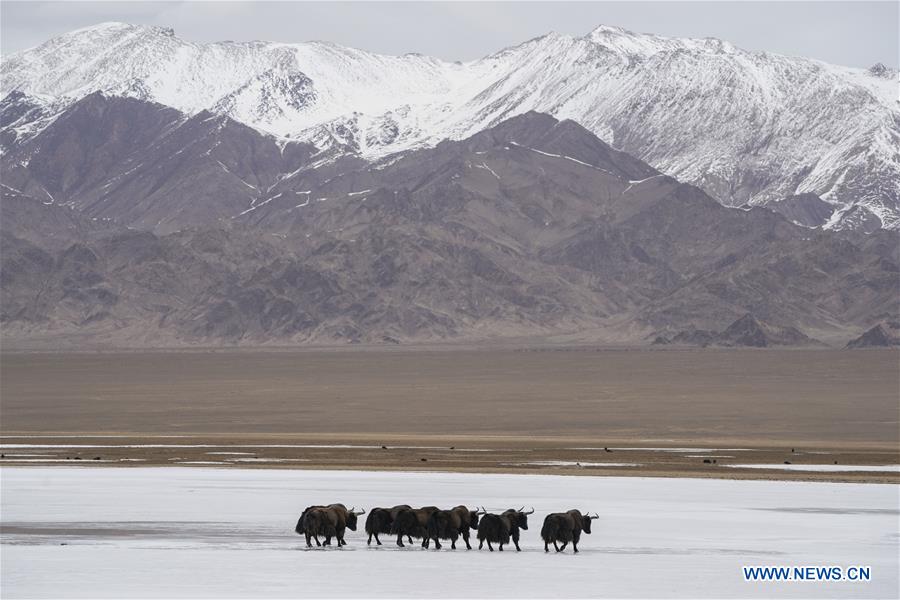 CHINA-XINJIANG-ALTUN MOUNTAINS-WILDLIFE-LANDSCAPE (CN)