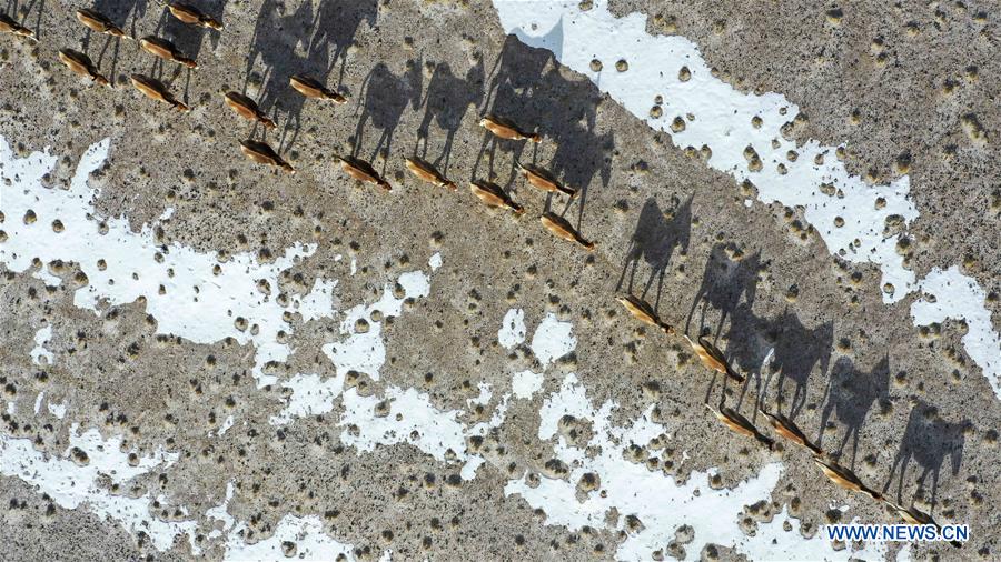 CHINA-XINJIANG-ALTUN MOUNTAINS-WILDLIFE-LANDSCAPE (CN)