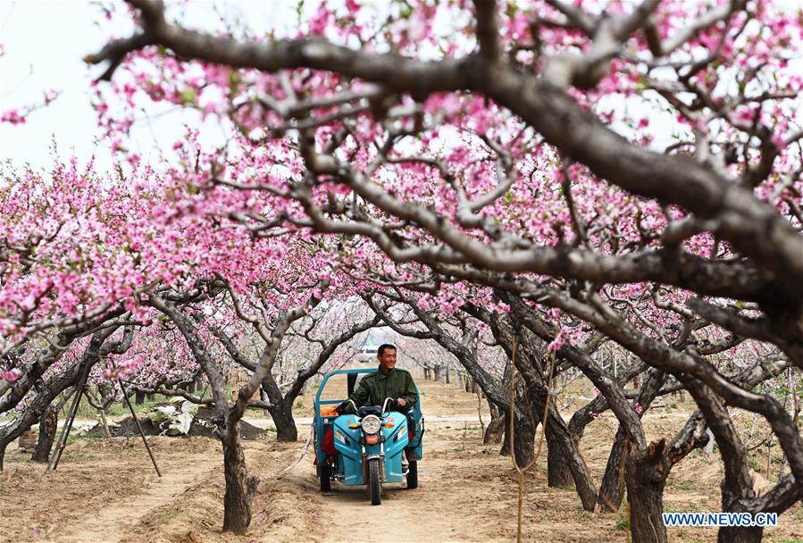 CHINA-HEBEI-SHENZHOU-PEACH BLOSSOMS (CN)