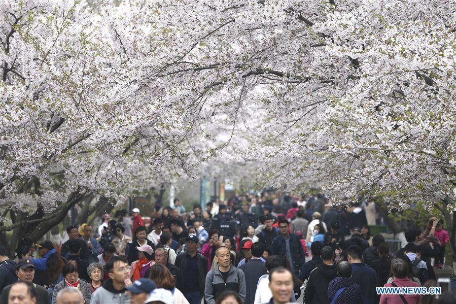 #CHINA-SHANDONG-SPRING-SCENERY (CN)