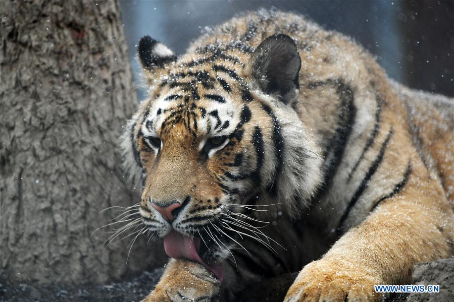 CHINA-HEILONGJIANG-SNOW-SIBERIAN TIGERS (CN)