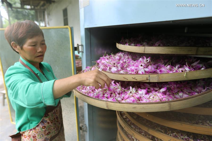 #CHINA-GUIZHOU-CHISHUI-DENDROBIUM NOBLE (CN)