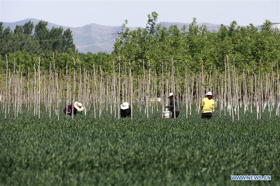 #CHINA-AGRICULTURE-SUMMER-FARM WORK (CN)