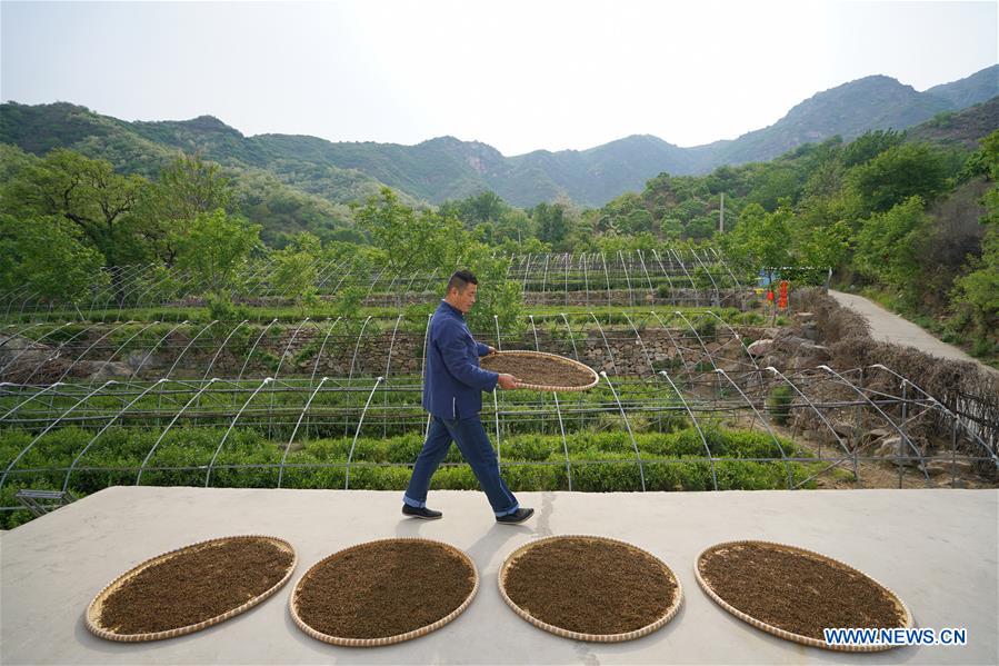 CHINA-HEBEI-LINCHENG-TEA PLANTING (CN)