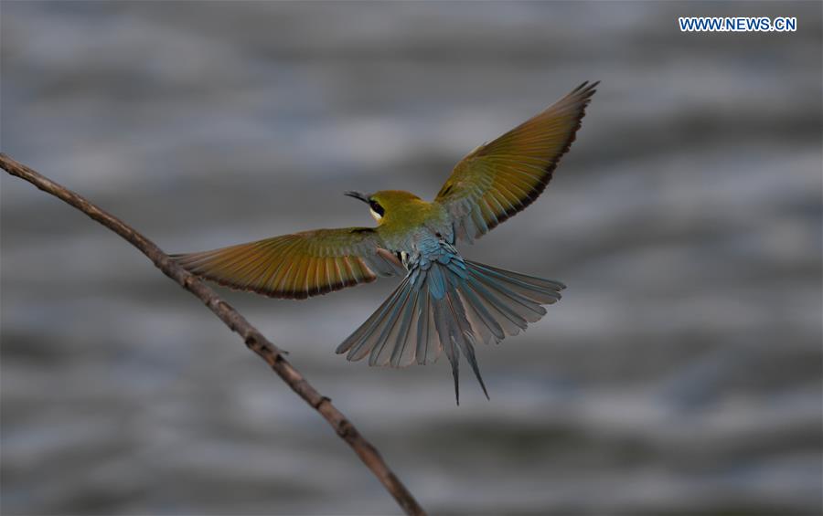 CHINA-HAIKOU-BLUE-TAILED BEE EATERS (CN)