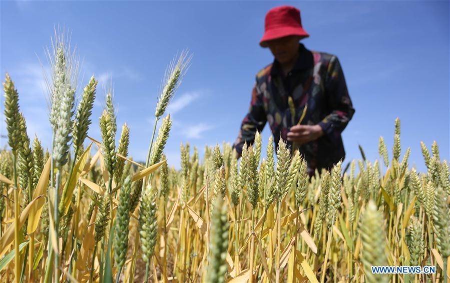 #CHINA-WHEAT-HARVEST (CN)