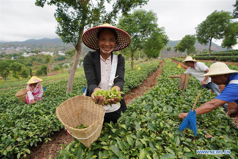 CHINA-YUNNAN-PU'ER-TEA PICKING (CN)