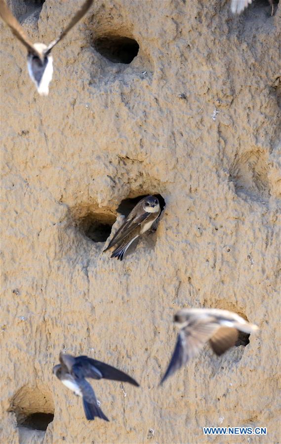 CHINA-BAICHENG-ANIMAL-BANK SWALLOW (CN)