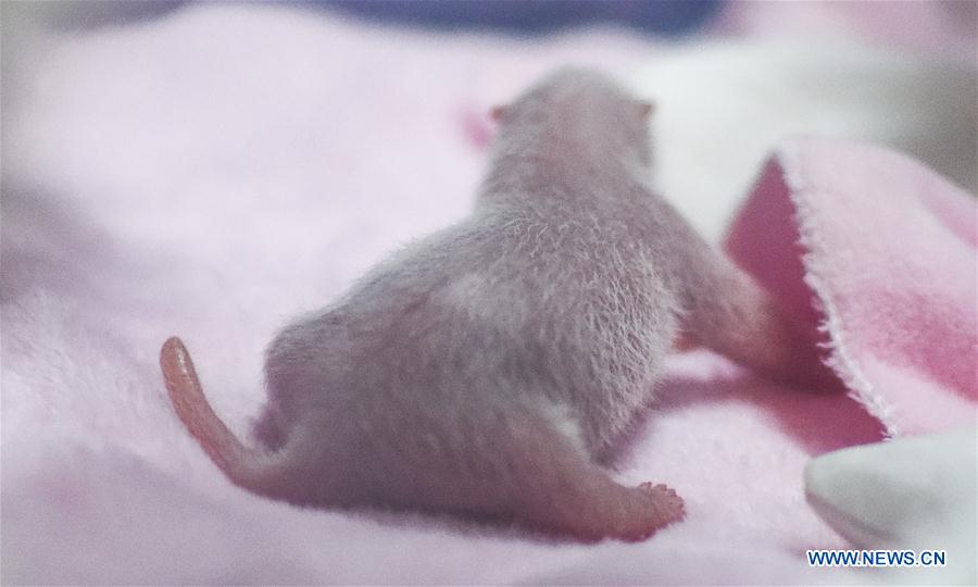 CHINA-CHENGDU-PANDA CUB-BORN (CN)