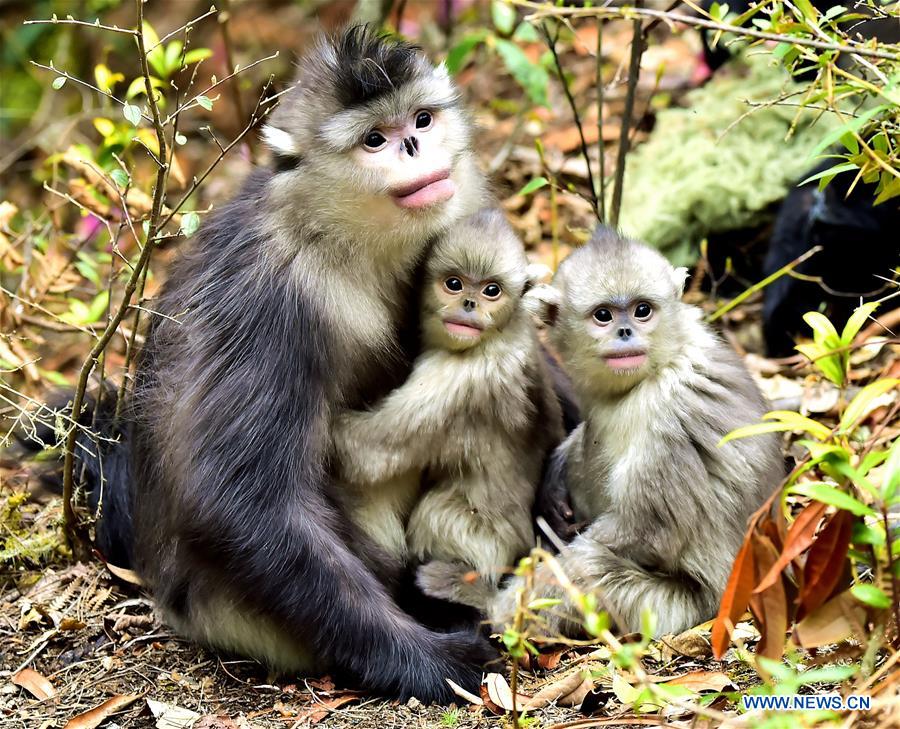 Xinhua Headlines: Saving Yunnan golden hair monkeys