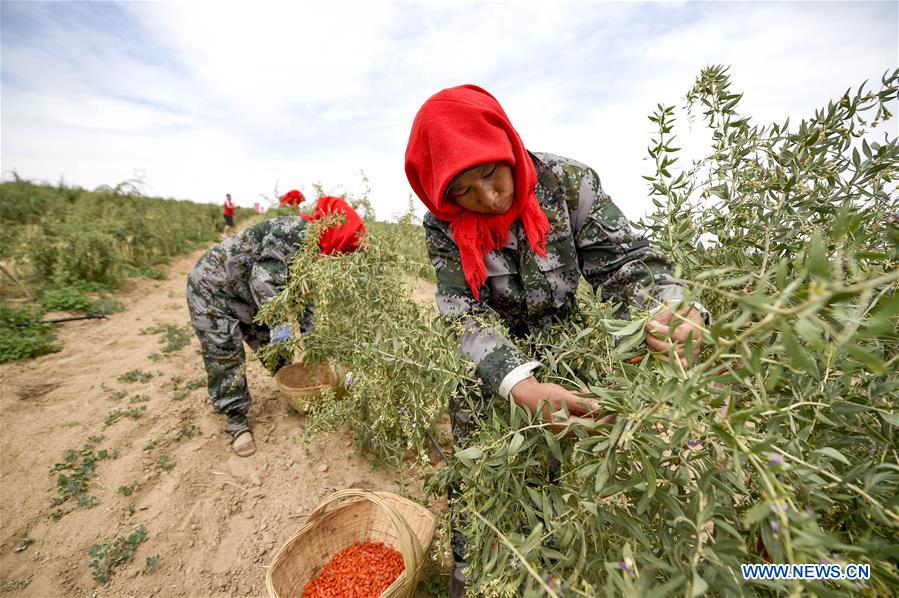 #CHINA-NINGXIA-WUZHONG-WOLFBERRY-HARVEST (CN)