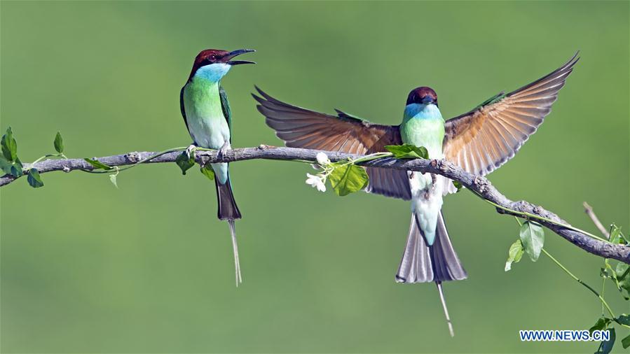 CHINA-FUJIAN-NANPING-BLUE-THROATED BEE EATERS (CN)