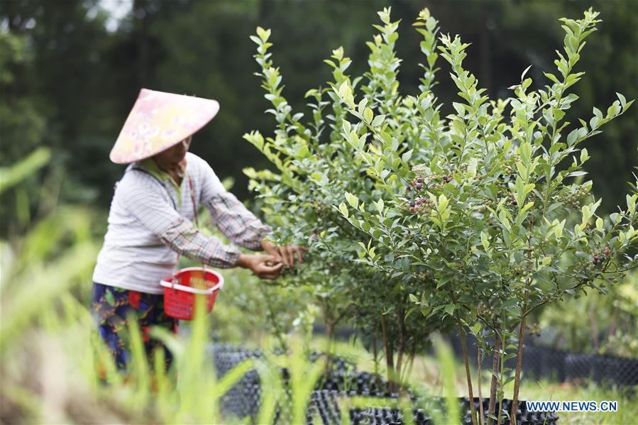 #CHINA-SUMMER SOLSTICE-FARMING (CN)