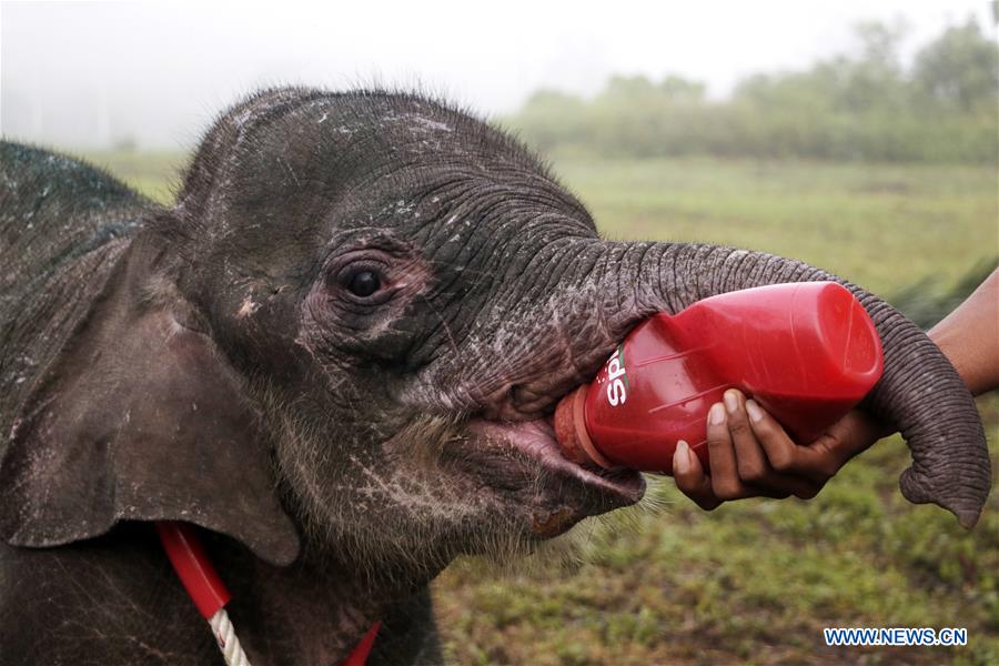 INDONESIA-ACEH-BABY ELEPHANT-INJURY-RECOVERY