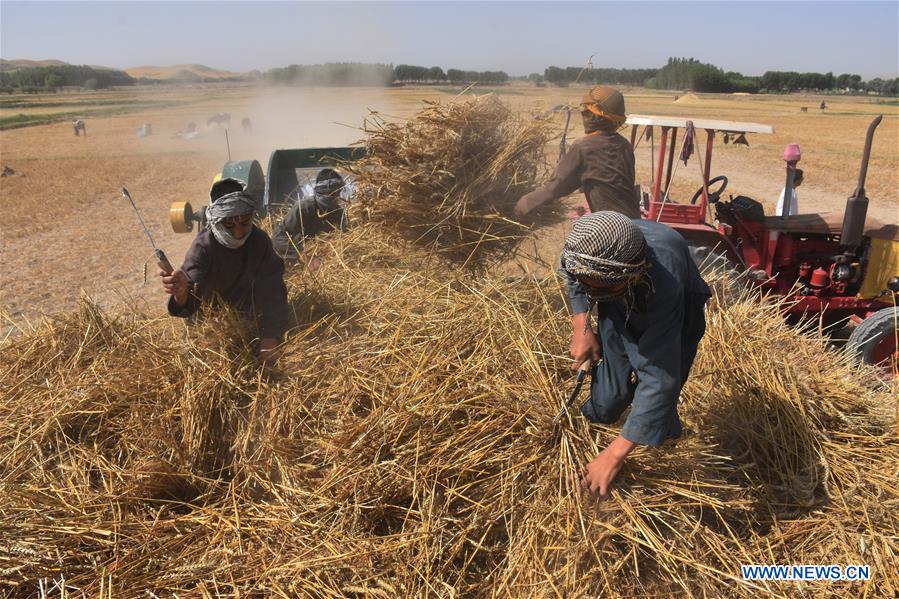 AFGHANISTAN-BALKH-WHEAT HARVEST