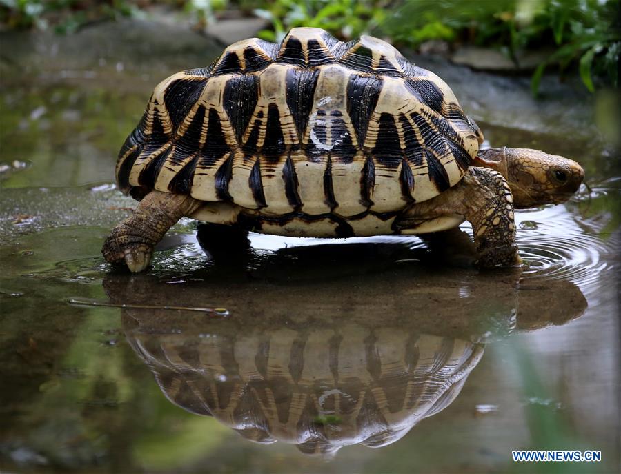 MYANMAR-YANGON-STAR TORTOISE