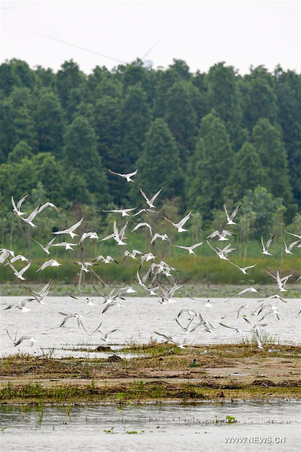 CHINA-MIGRATORY BIRD SANCTUARIES-UNESCO-WORLD HERITAGE LIST (CN)