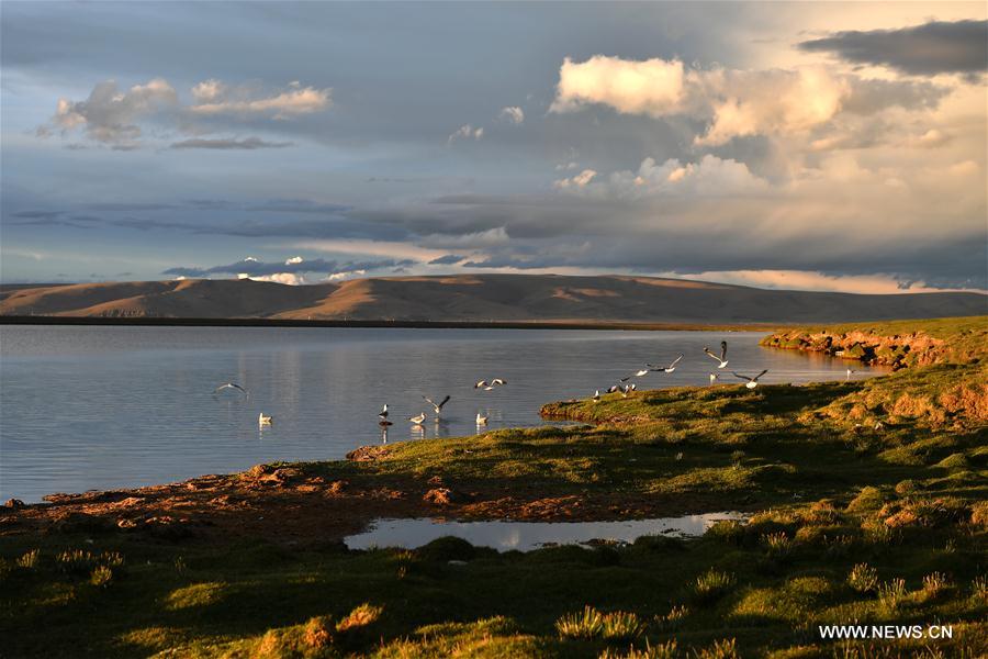 CHINA-TIBET-NAM CO-GULLS(CN)