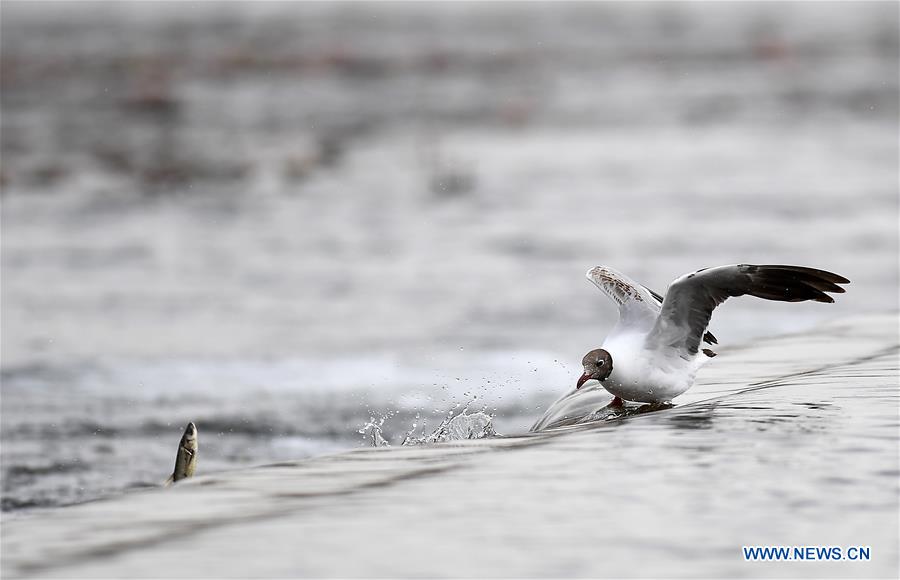 CHINA-QINGHAI-NAKED CARP-MIGRATION-SPAWNING (CN)