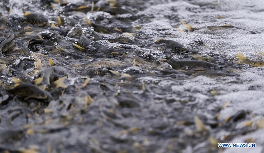 CHINA-QINGHAI-NAKED CARP-MIGRATION-SPAWNING (CN)