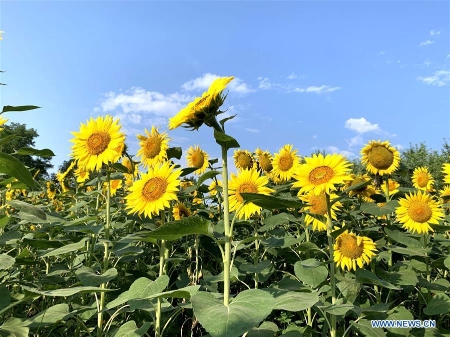 (BeijingCandid)CHINA-BEIJING-SUMMER (CN)