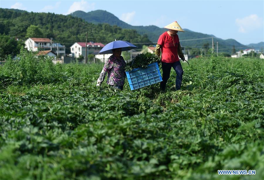 CHINA-ZHEJIANG-AGRICULTURE-HERB-ORIENTAL MOTHERWORT-HARVEST (CN)