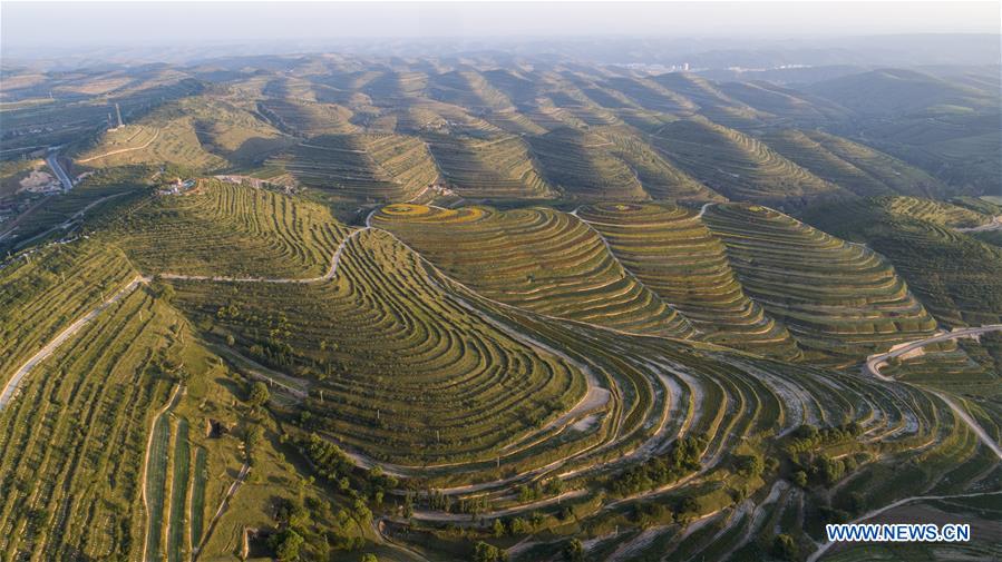 CHINA-NINGXIA-TERRACED FIELD (CN)