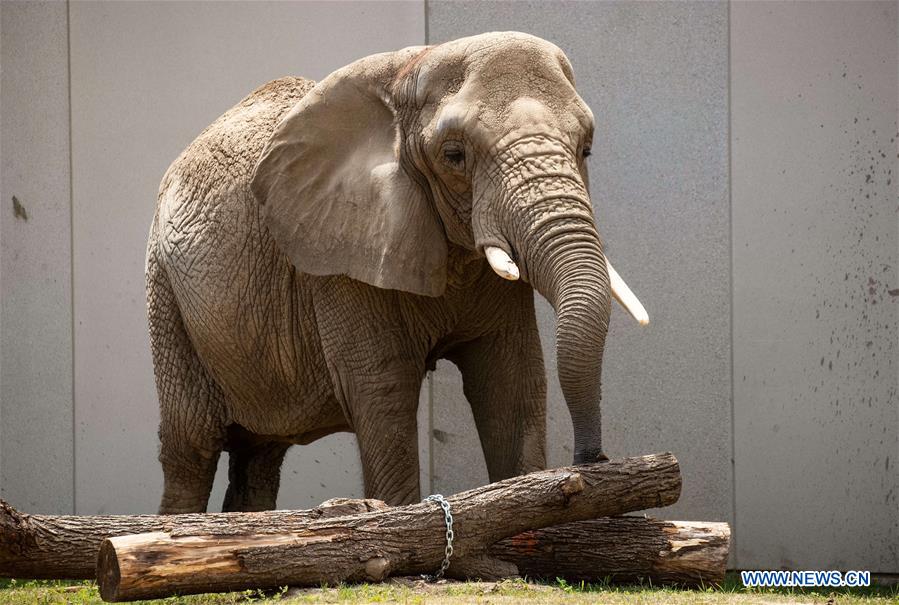 U.S.-MILWAUKEE-ZOO-ELEPHANT