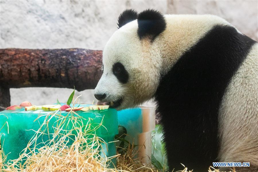 RUSSIA-MOSCOW-PANDAS-BIRTHDAY-CELEBRATIONS