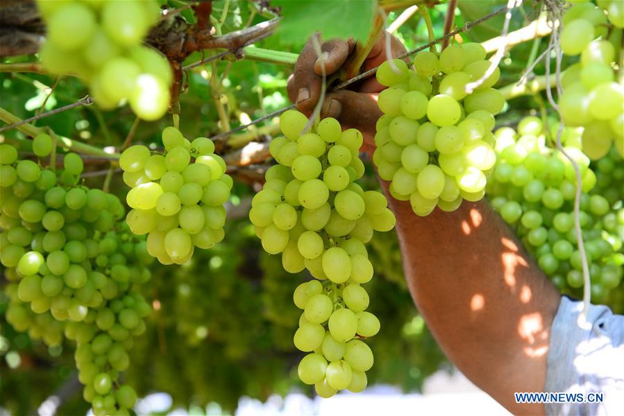 MIDEAST-GAZA-GRAPES-HARVEST