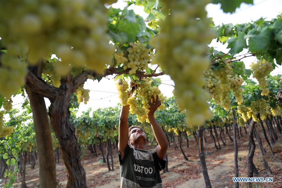 EGYPT-MINUFIYA-GRAPE-HARVEST