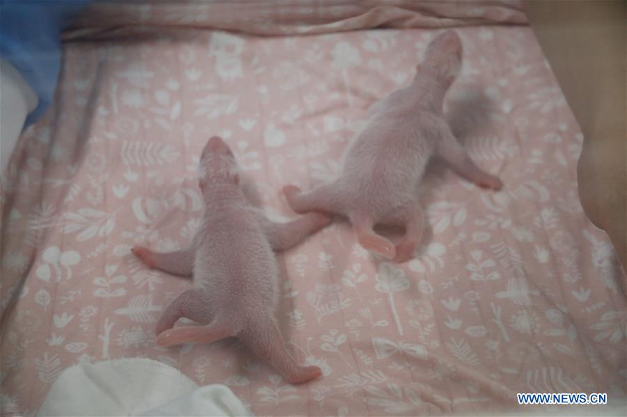 BELGIUM-BRUGELETTE-PANDA CUBS-BIRTH