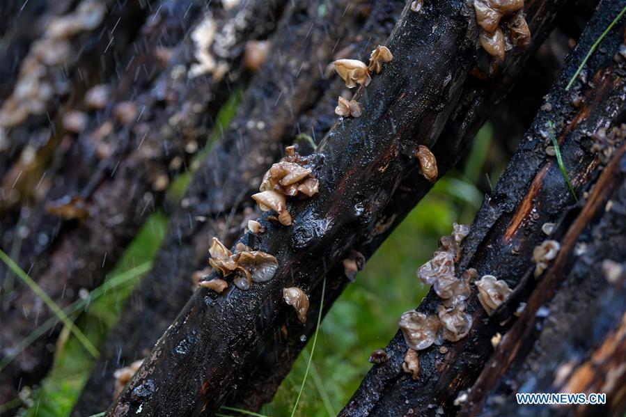 CHINA-SICHUAN-RANGTANG-WOOD EAR (CN)