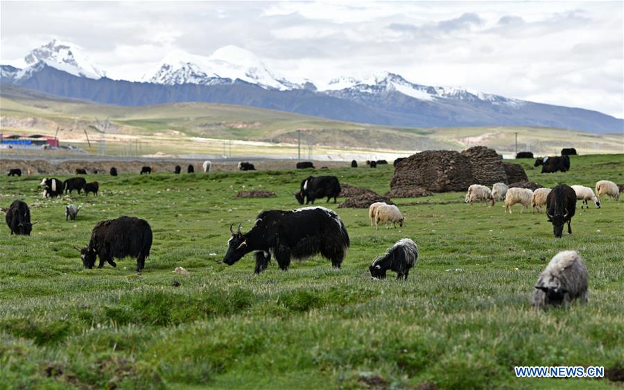 CHINA-TIBET-DAMXUNG-PASTURE (CN)