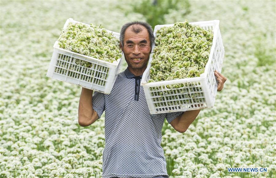 CHINA-HEBEI-LEEK FLOWERS (CN)