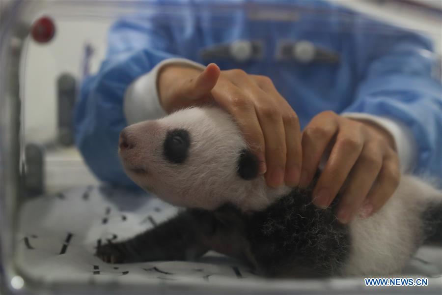 BELGIUM-BRUGELETTE-PANDA CUBS-ONE MONTH