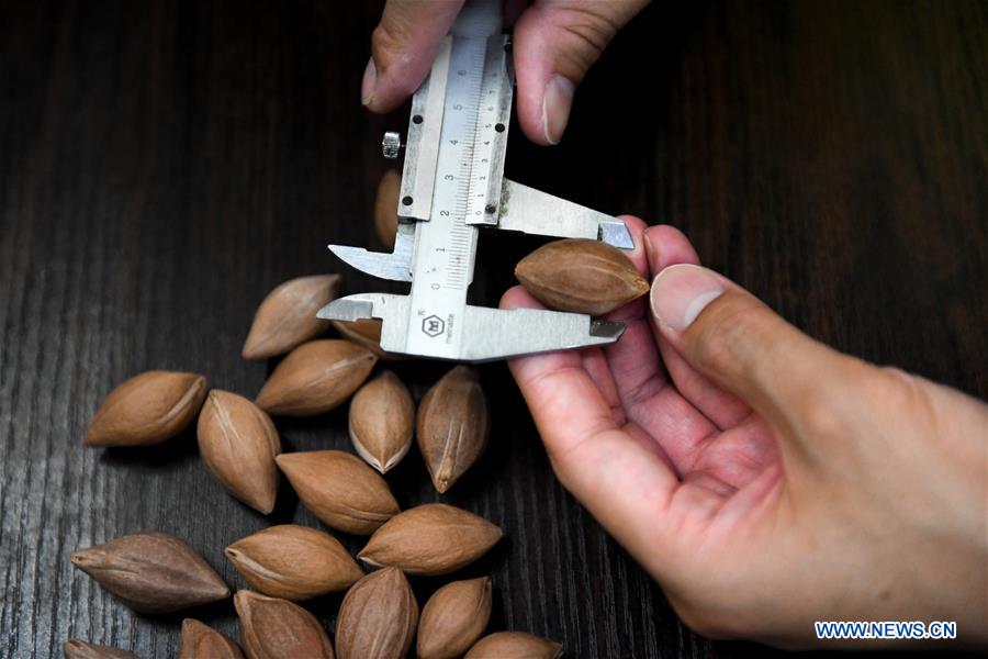 CHINA-HUNAN-CHANGSHA-FRUIT PIT-CARVING(CN)