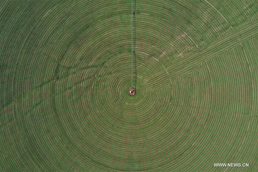 CHINA-INNER MONGOLIA-AR HORQIN-ALFALFA PASTURE (CN)