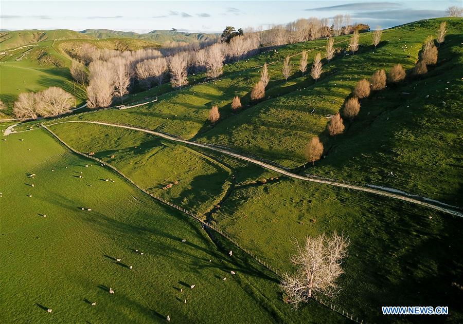 NEW ZEALAND-WELLINGTON-COUNTRYSIDE-SCENERY