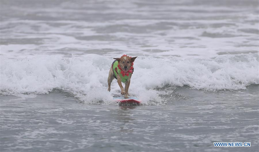 (SP)U.S.-CALIFORNIA-HUNTINGTON BEACH-SURF DOG