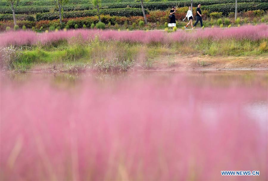 CHINA-JIANGXI-NANCHANG-PINK GRASS-TOURISM (CN)