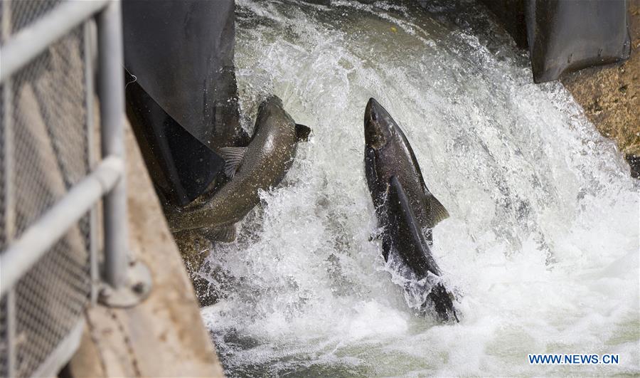 CANADA-ONTARIO-PORT HOPE-SALMON MIGRATION