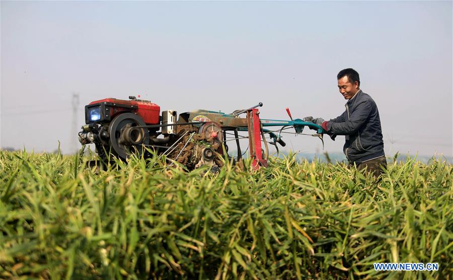 CHINA-HEBEI-AGRICULTURE-GINGER HARVEST (CN)