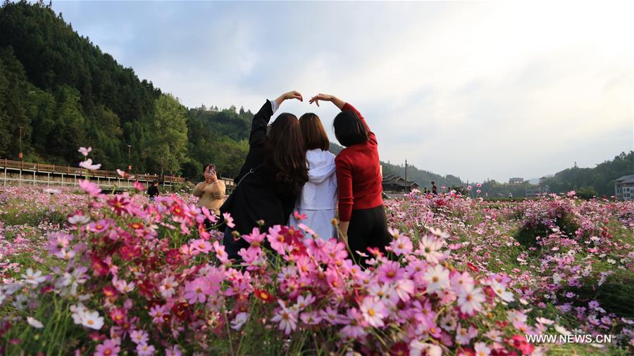 CHINA-GUANGXI-SANJIANG-GALSANG FLOWERS (CN)