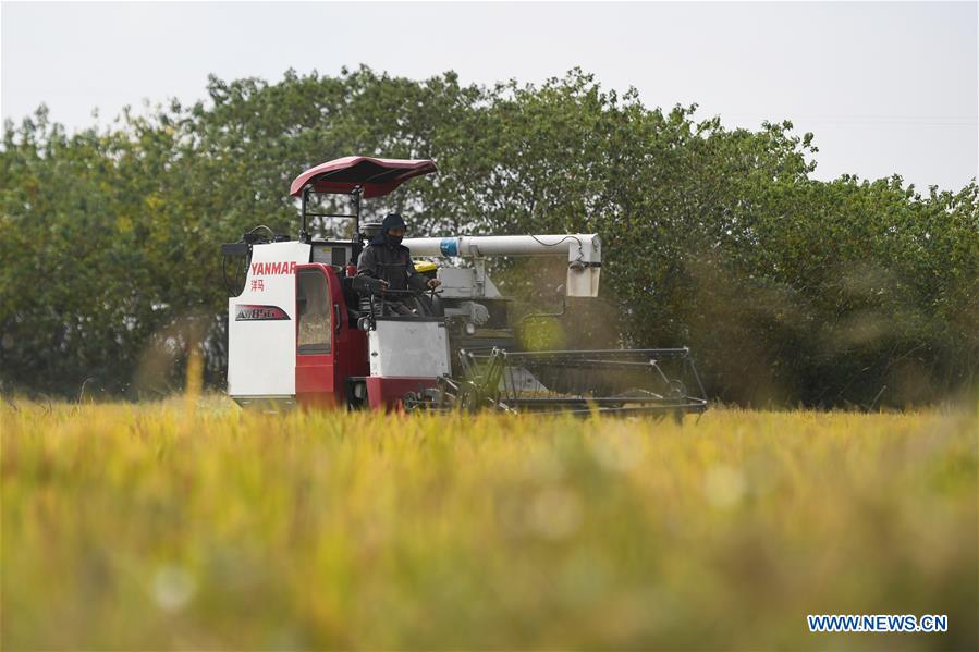 CHINA-ZHEJIANG-HUZHOU-PADDY RICE-HARVEST (CN)