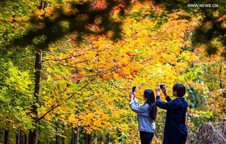 CHINA-HEBEI-HANDAN-MAPLE (CN)