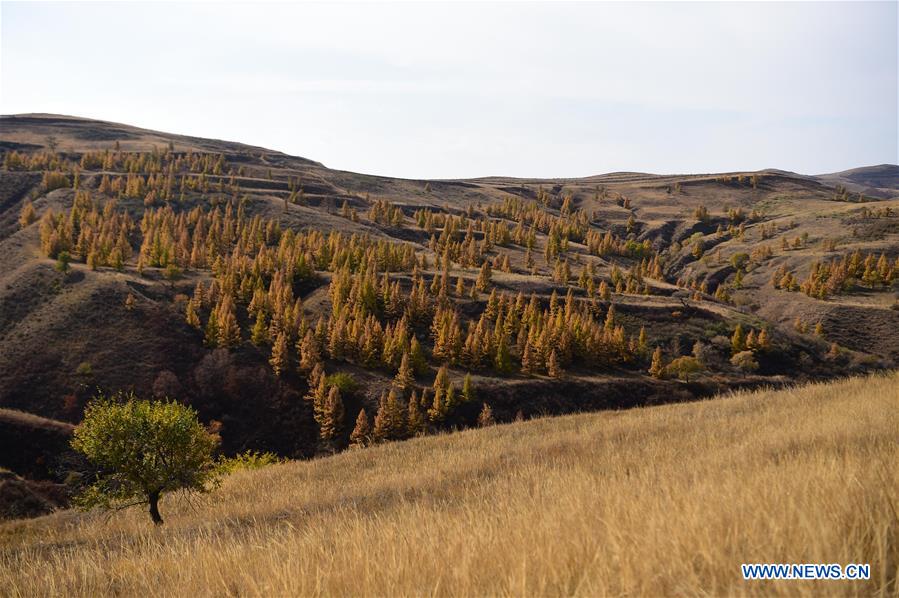 CHINA-INNER MONGOLIA-HORINGER COUNTY-AUTUMN SCENERY (CN)