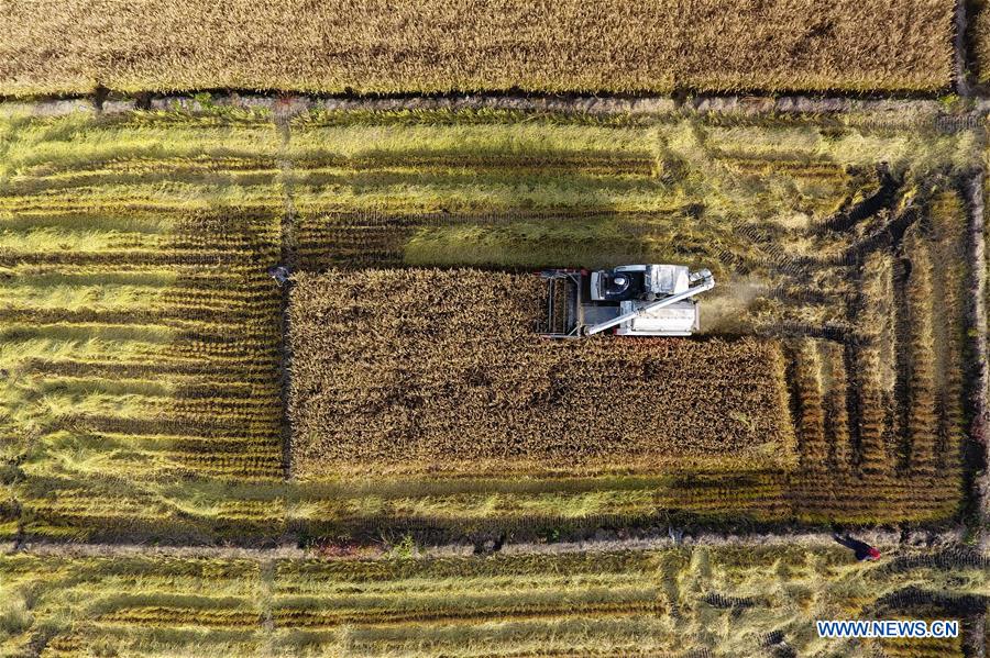 CHINA-SHANXI-TAIYUAN-PADDY FIELD-HARVEST (CN)