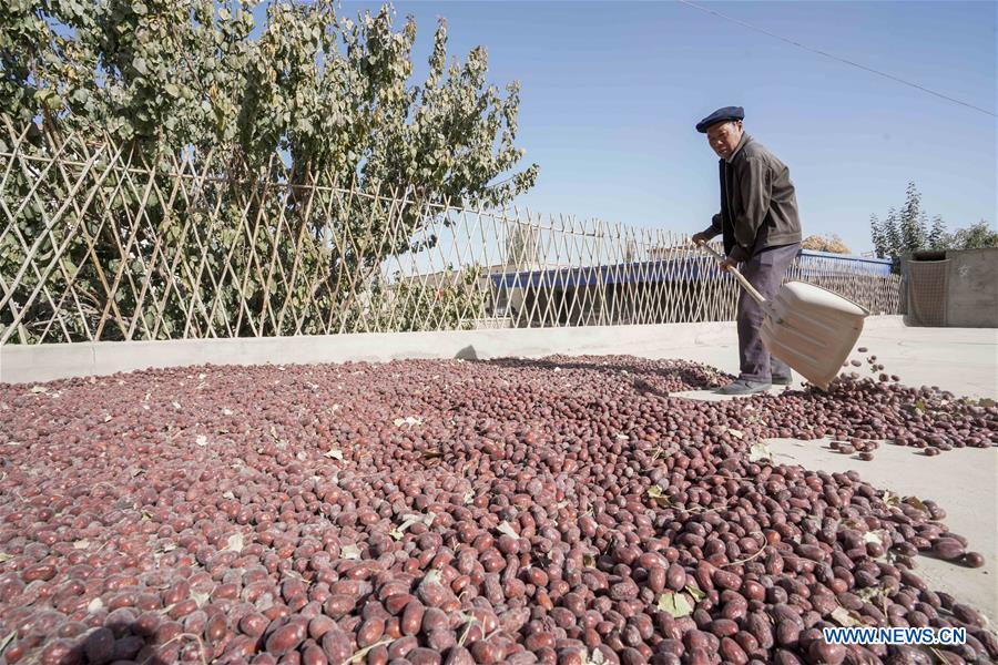 CHINA-XINJIANG-RUOQIANG-RED JUJUBE-HARVEST (CN)