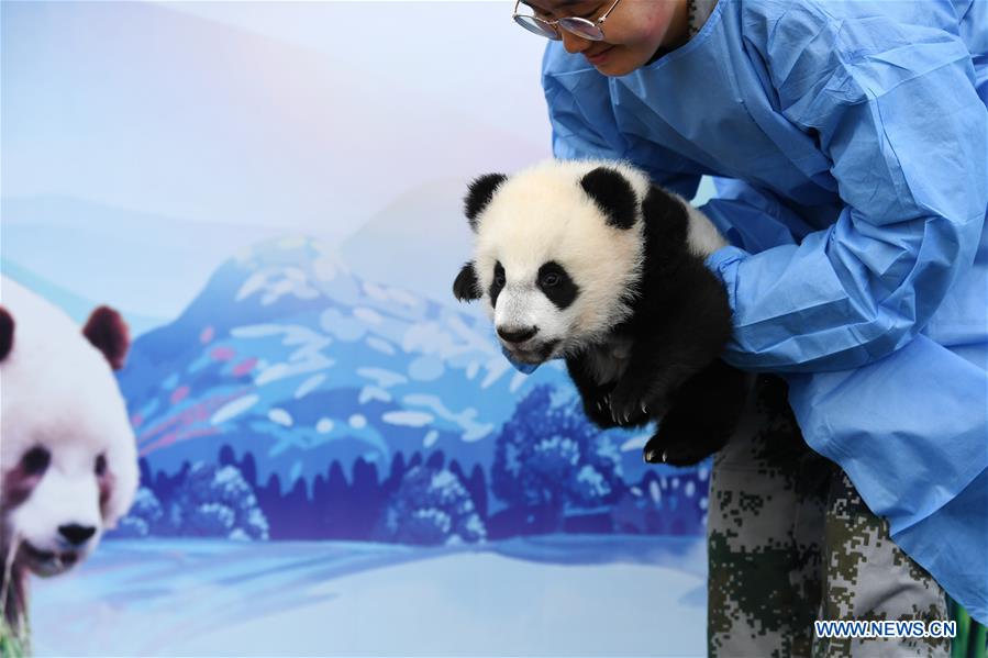 CHINA-SHAANXI-GIANT PANDA-FIRST APPEARANCE (CN)